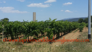 Vigneti Is Solinas 19