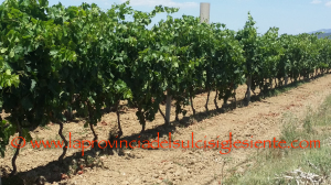 Vigneti Is Solinas 25