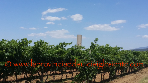 Vigneti Is Solinas 29