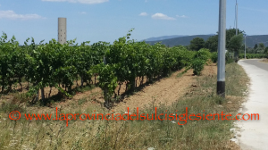 Vigneti Is Solinas 3