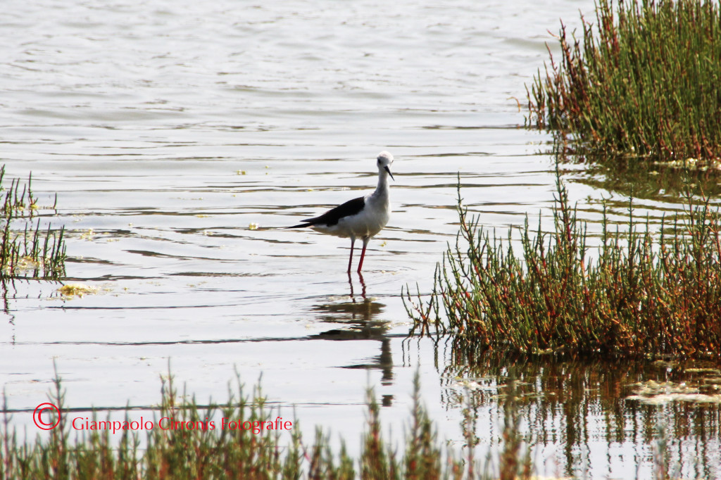 Cavaliere d'Italia 5