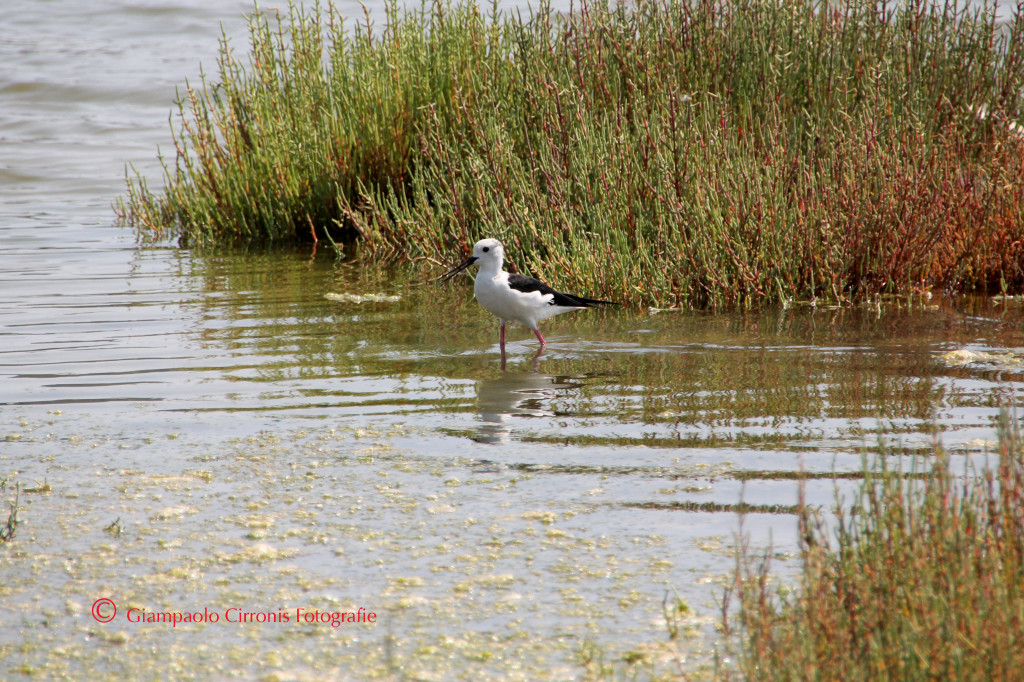 Cavaliere d'Italia A8