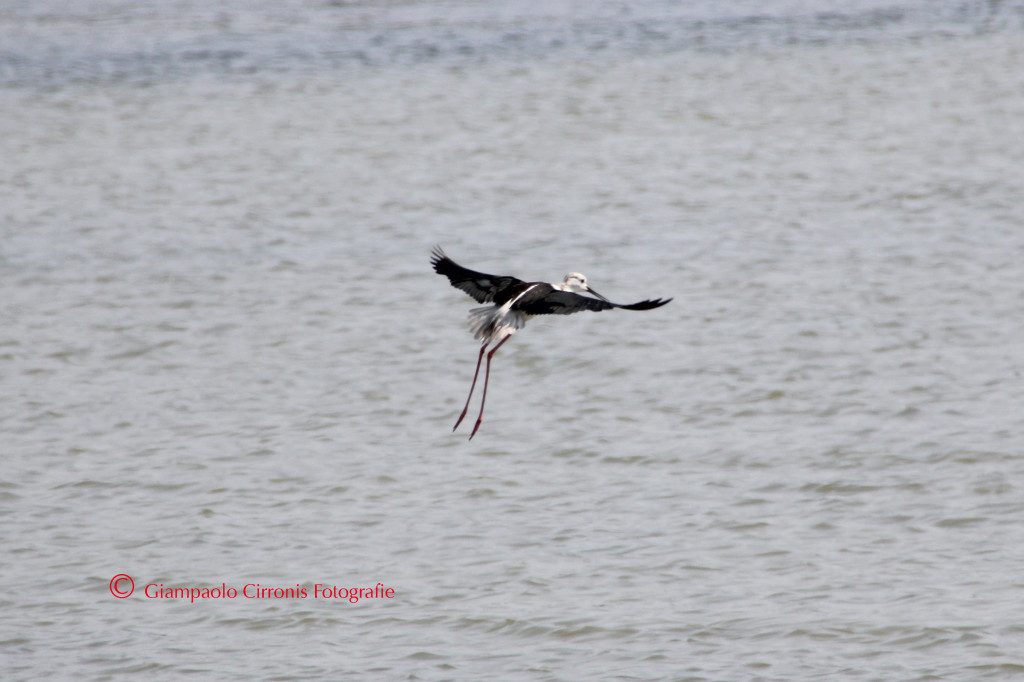 Cavaliere d'Italia O