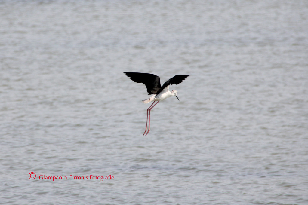 Cavaliere d'Italia P