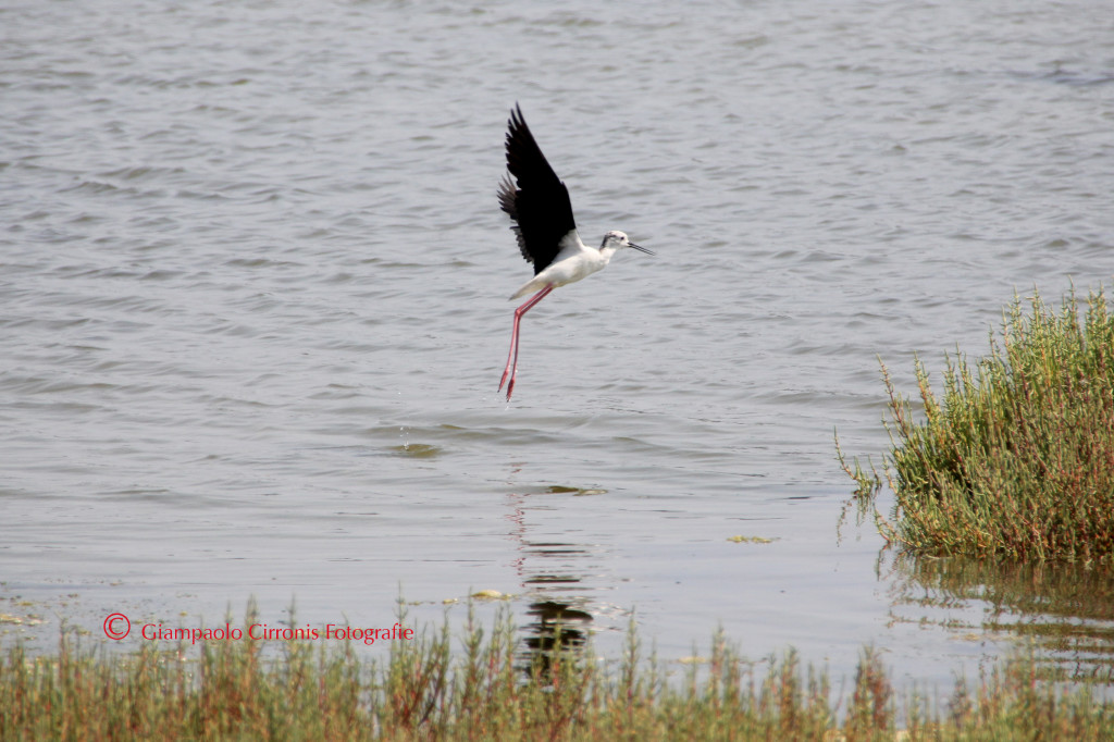 Cavaliere d'Italia Q