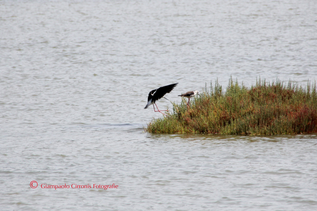 Cavaliere d'Italia R