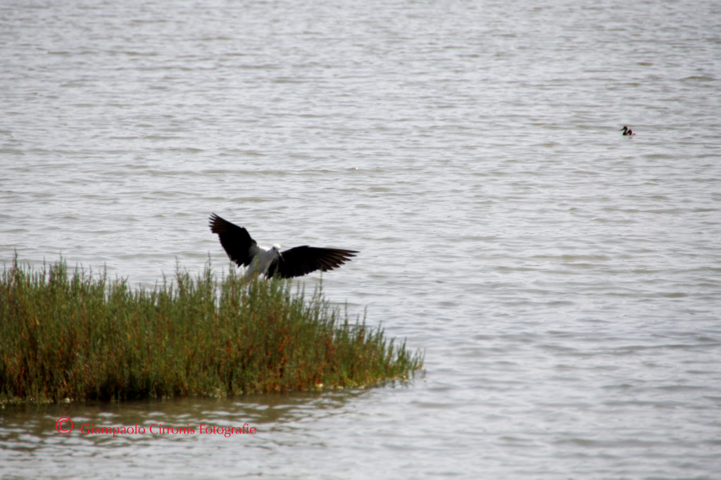 Cavaliere d'Italia S