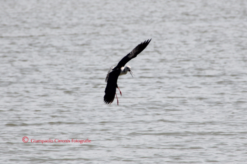 Cavaliere d'Italia V