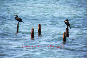Cormorani 2