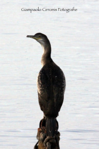 Cormorano 00 copia