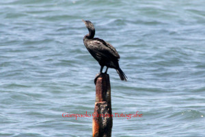 Cormorano 1
