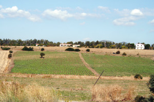 Piantagione di carciofi 5