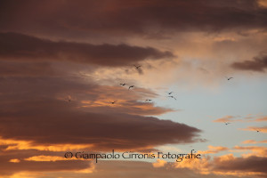 Tramonto in laguna 4 copia