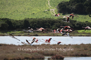 Fenicotteri rosa in volo 3