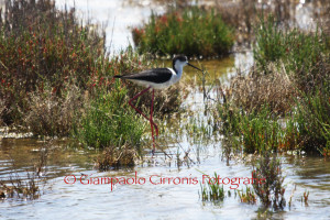 Cavaliere d'Italia 1copia