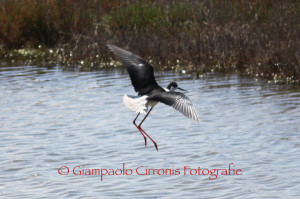 Cavaliere d'Italia 4 copia
