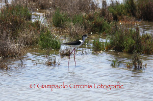 Cavaliere d'Italia 9 copia