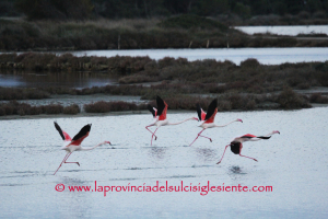 Fenicotteri rosa in volo 1