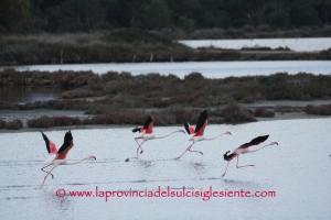 Fenicotteri rosa in volo 2