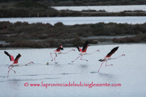 Fenicotteri rosa in volo 3