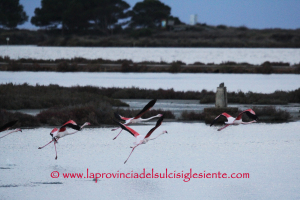 Fenicotteri rosa in volo 4