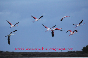 Fenicotteri rosa in volo 5