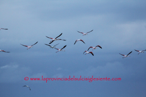 Fenicotteri rosa in volo 6