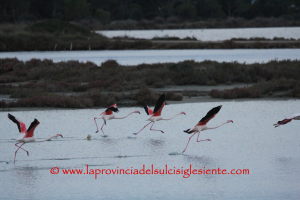 Fenicotteri rosa 3