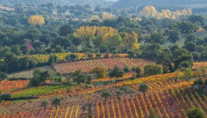 CARLO Marras -Sorgono -wine
