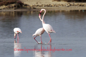 Fenicotteri innamorati a Is Solinas 3 copia