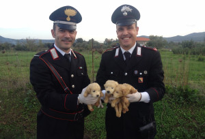 Cuccioli abbandonati 1