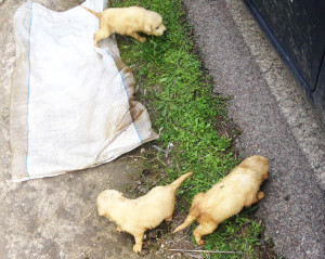 Cuccioli abbandonati 2