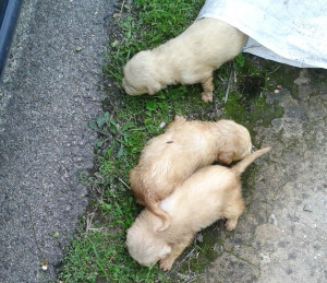 Cuccioli abbandonati 3