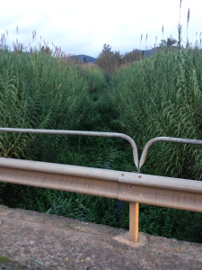 Cuccioli abbandonati 4