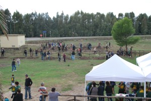 Palmas Vecchio Alberi 2