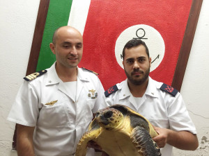 Tartaruga caretta caretta