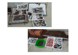 Pesce sequestrato a Sant'Antioco