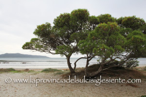 Porto Pino 21 novembre 2015 10