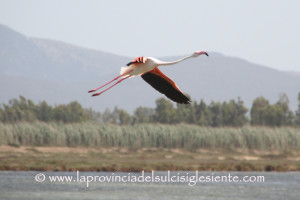 Fenicottero rosa 1 copia