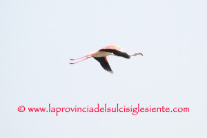 Fenicottero rosa 2 copia