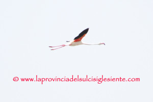 Fenicottero rosa 3 copia