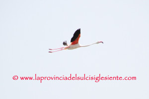 Fenicottero rosa 4 copia