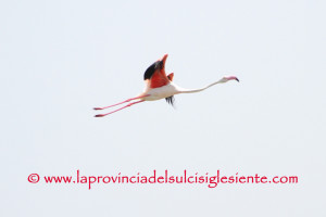 Fenicottero rosa 5 copia