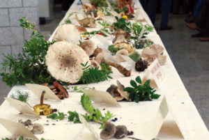 Mostra funghi Nuxis 3